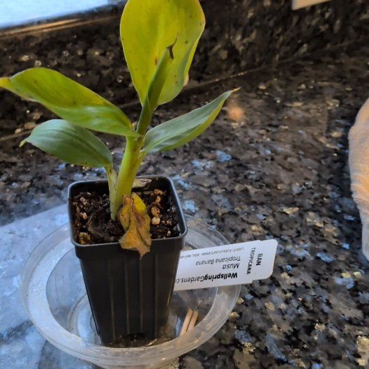 Photo of the plant species Musa 'Truly Tiny' by @VipShyleaf22 named Banana on Greg, the plant care app