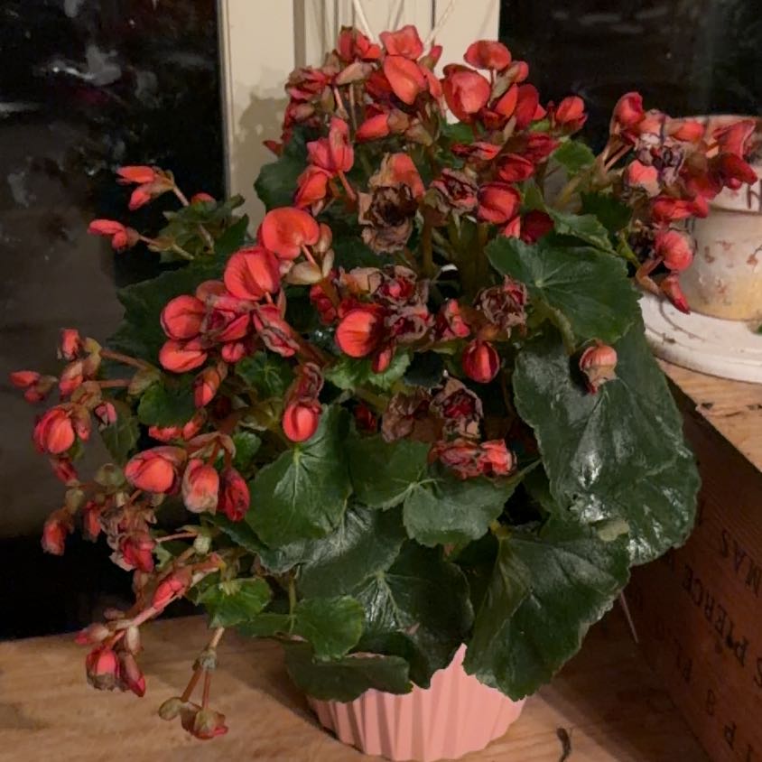 Photo of the plant species Eliator Begonia by @WiredPinkpoui69 named Harry on Greg, the plant care app