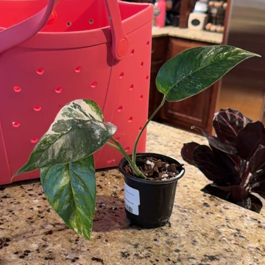 Photo of the plant species Epipremium Albo by @WiredPinkpoui69 named Keanu Leaves DS on Greg, the plant care app