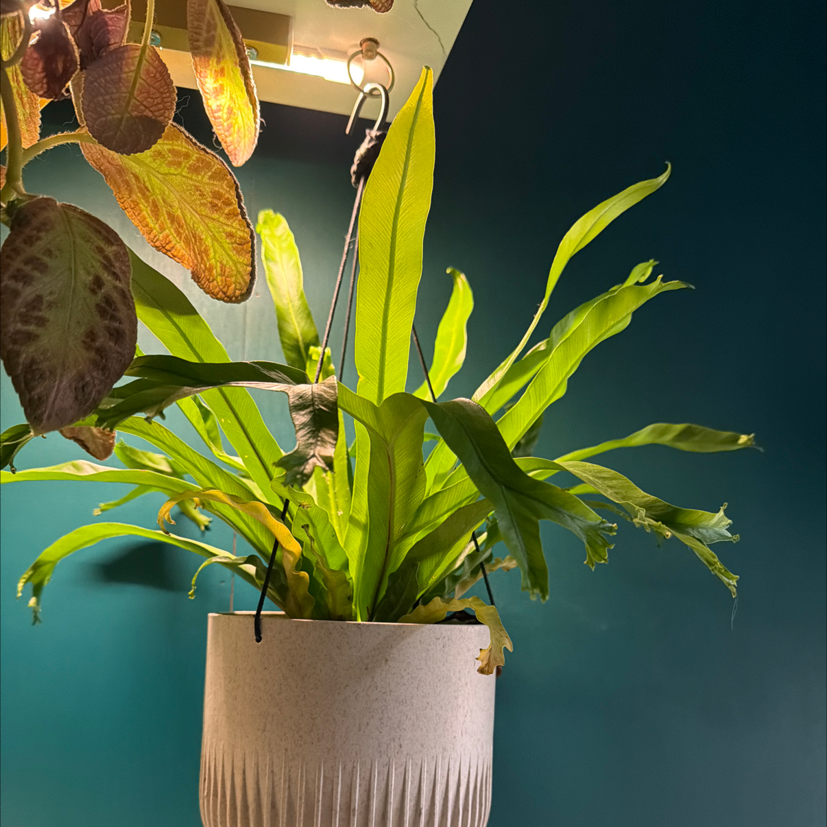 Photo of the plant species Green Flame Fern by @WiredPinkpoui69 named Remington DS on Greg, the plant care app