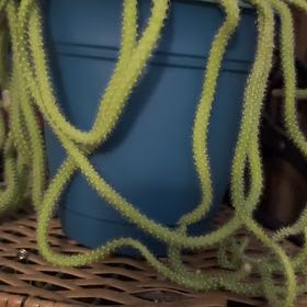 Photo of the plant species Rat Tail by @SightlyMizuna59 named Elle on Greg, the plant care app
