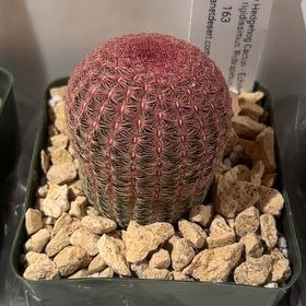 Photo of the plant species Rainbow Hedgehog Cactus 'Album' by @PeachyPignut65 named Bruce Lee on Greg, the plant care app