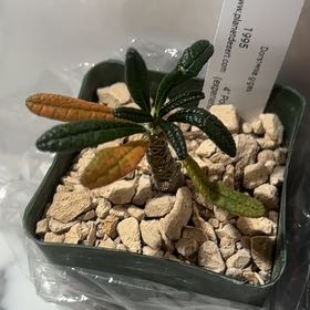 Photo of the plant species Dorstenia gigas by @PeachyPignut65 named Leaf Erickson on Greg, the plant care app