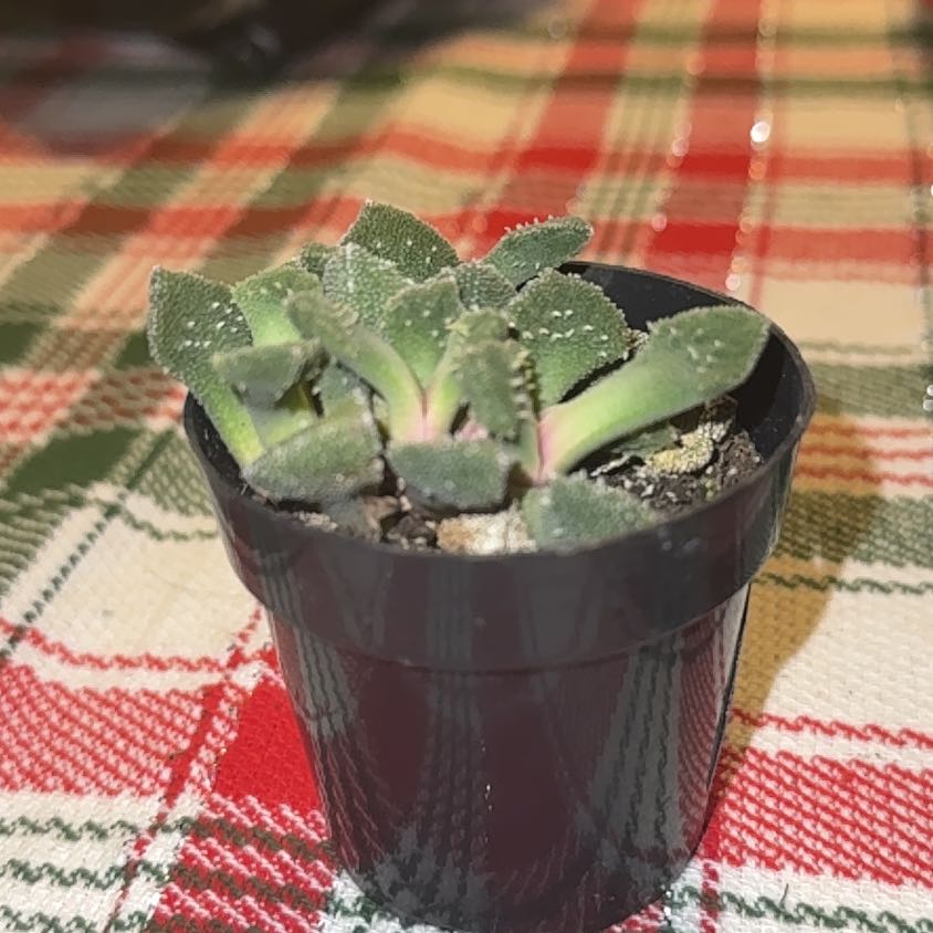 Photo of the plant species Aloinopsis luckhoffii by @EagerWeepingfig named Baby on Greg, the plant care app
