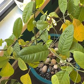 Photo of the plant species Sweet Orange Tree 'Cipo' by @SwellKohekohe59 named Denali on Greg, the plant care app