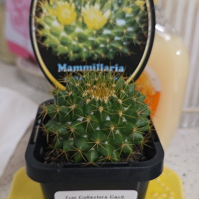 Photo of the plant species Mammilaria marksiana by @FacilelyPurei86 named Remington on Greg, the plant care app