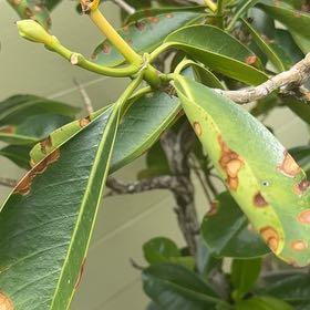 Photo of the plant species Malabar Plum by @SavvyRedcap93 named Kylie on Greg, the plant care app