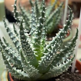 Photo of the plant species Hedgehog Aloe by @WinCoccoon40 named Ronaldo on Greg, the plant care app