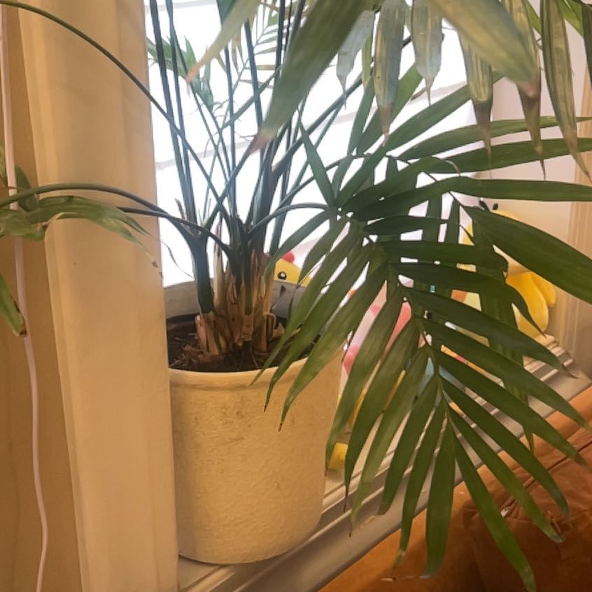 Photo of the plant species Bungalow Palm by @CenteredFlax named Foxxy on Greg, the plant care app