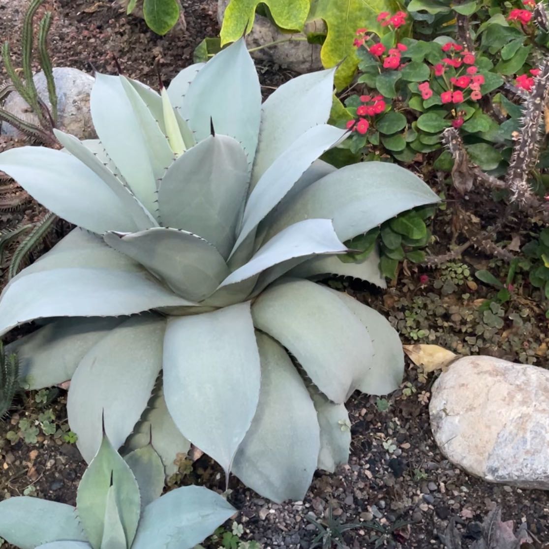 Photo of the plant species Whale's Tongue Agave by @GivingWhitefir named Maya on Greg, the plant care app