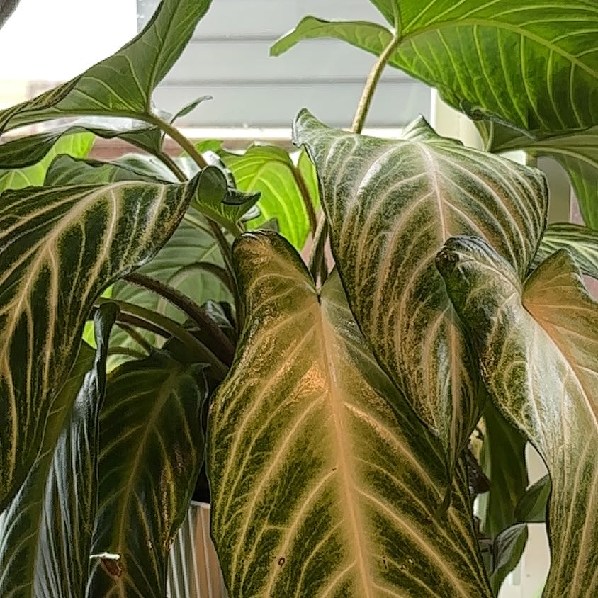 Photo of the plant species Xanthosoma by @CpL named Orwell on Greg, the plant care app