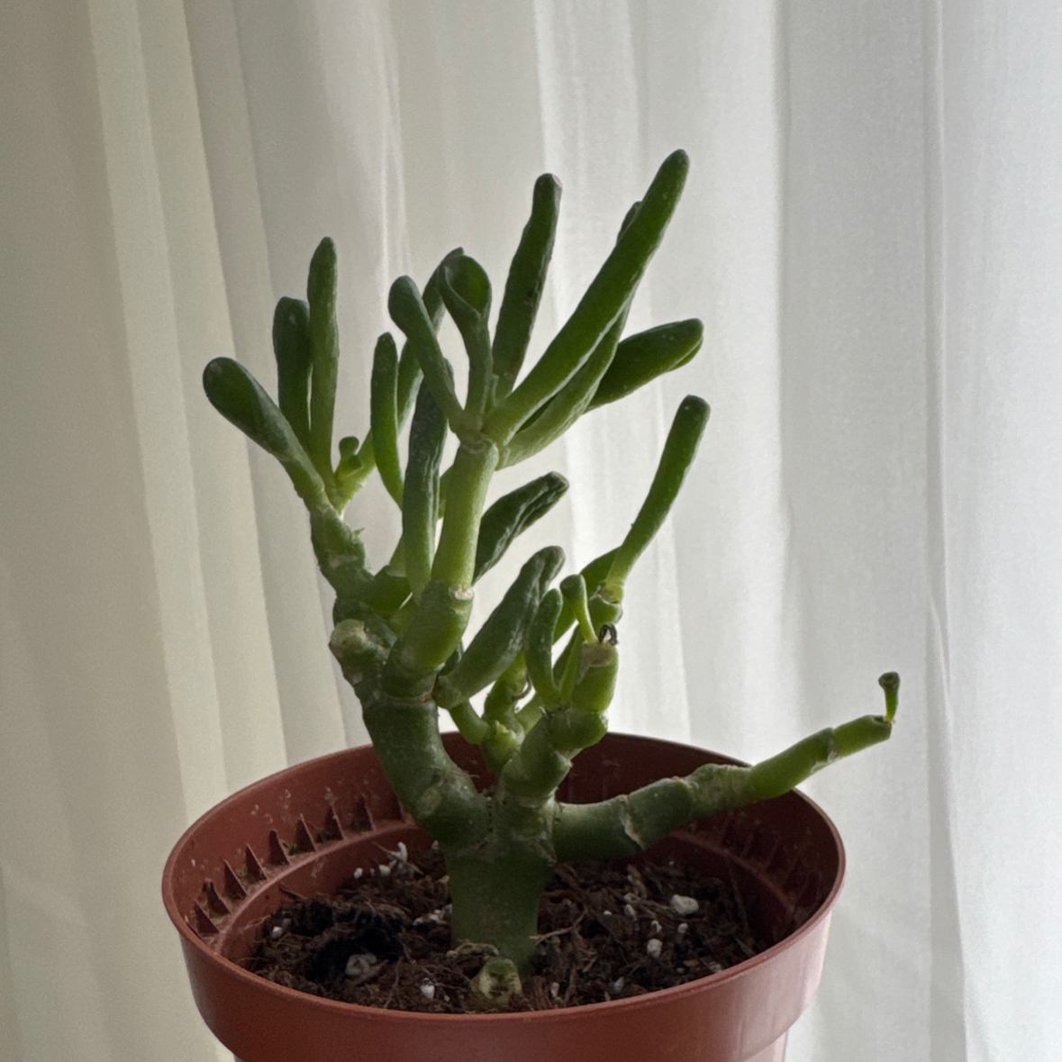 Photo of the plant species Hobbit Jade by @HotRosebush0 named Hobbit on Greg, the plant care app
