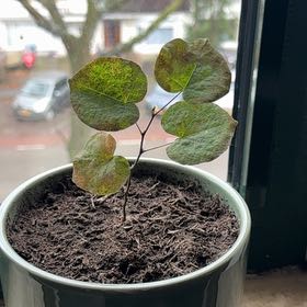 Photo of the plant species Judas Tree by @jessederckx named Judas on Greg, the plant care app