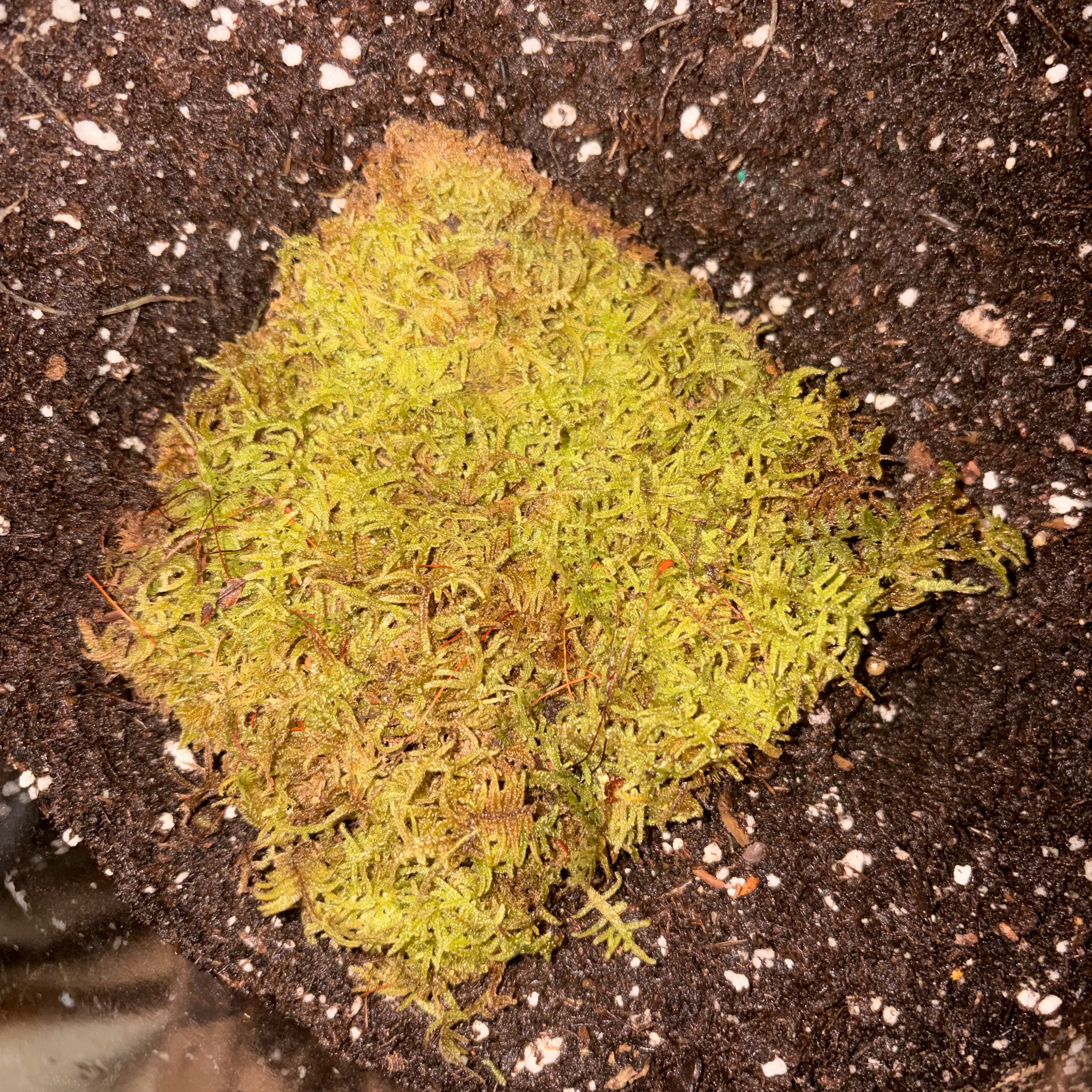Plant care for Taiwan Moss on Greg, the plant care app