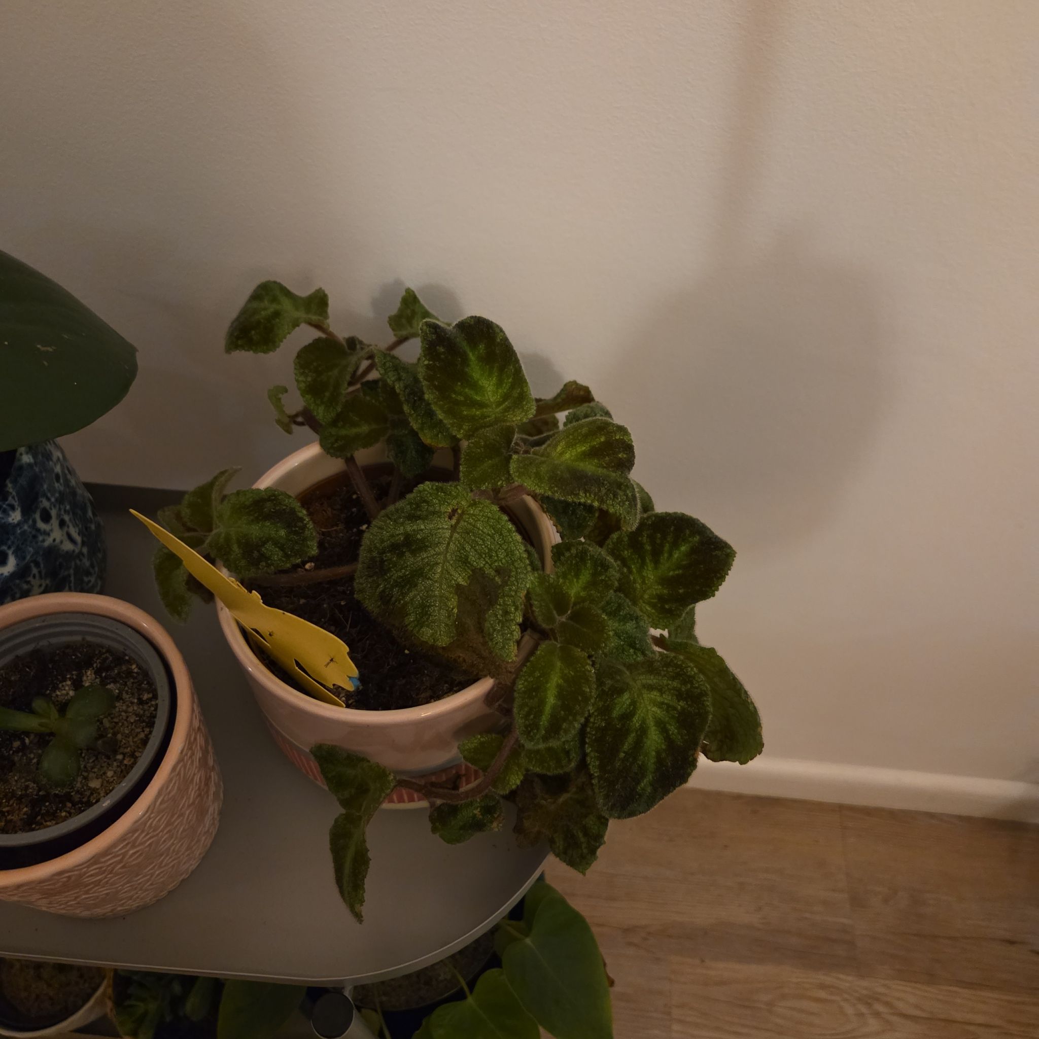 Photo of the plant species Episcia 'Gray Lady' by @YardAnahaw55 named Zeus on Greg, the plant care app