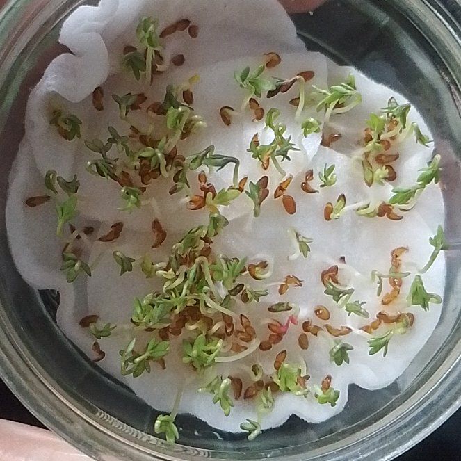 Photo of the plant species Garden Cress by @TactfulViolet26 named Harper on Greg, the plant care app