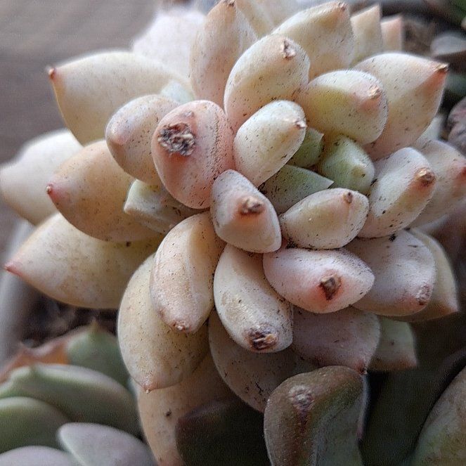 Photo of the plant species Spearleaf Stonecrop by @BigDaboecia87 named Dolores on Greg, the plant care app