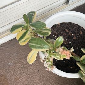 Photo of the plant species New Zealand Hebe by @ZingSalsa74 named Naomi on Greg, the plant care app