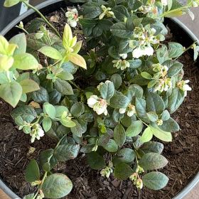 Photo of the plant species American Blueberry by @ZingSalsa74 named Elle on Greg, the plant care app