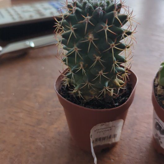 Photo of the plant species Mammillaria polythele f. monstrose by @SunnyCarrot65 named Emerson on Greg, the plant care app