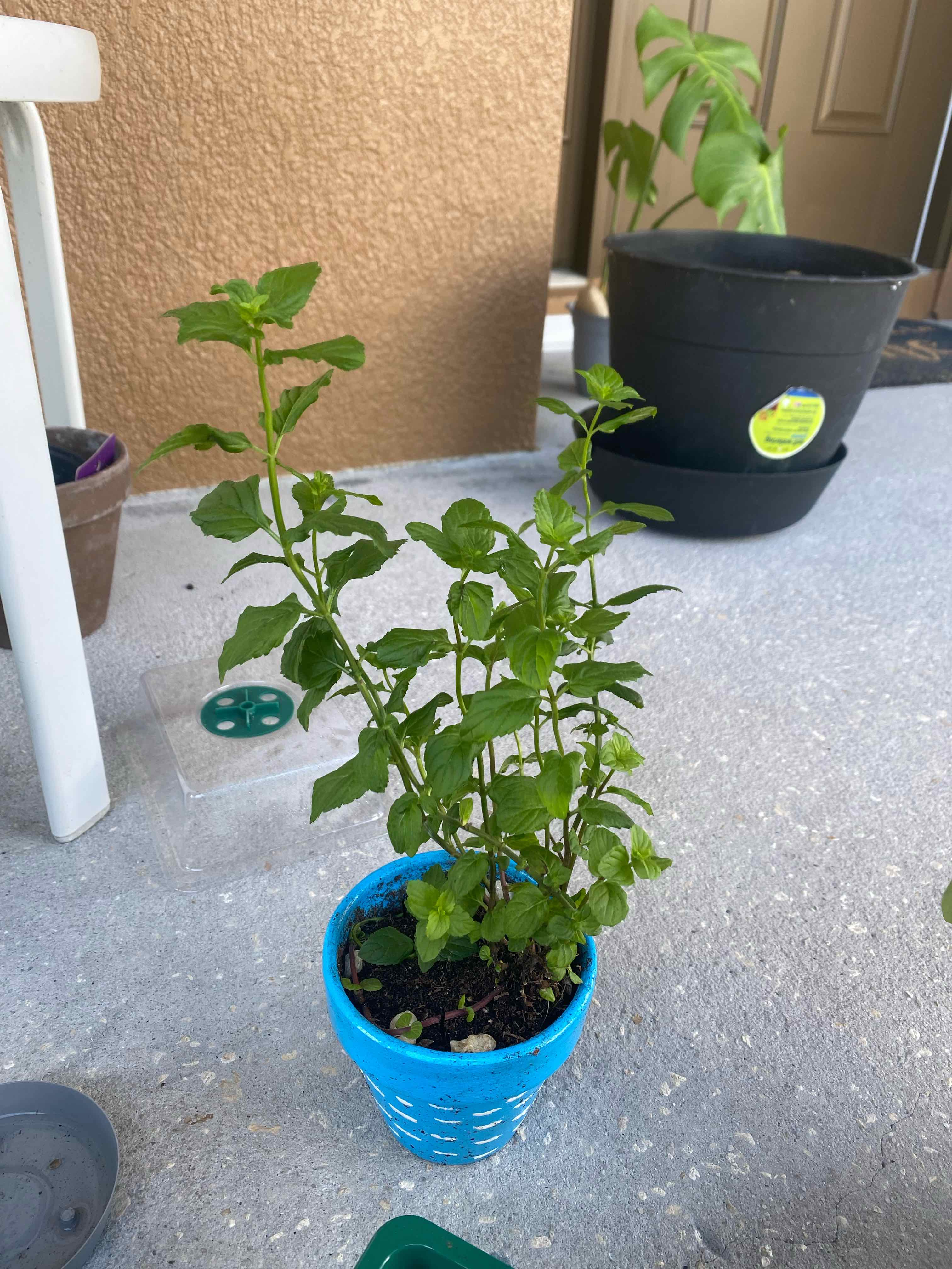 Watermint plant in a blue pot with healthy green leaves, visible soil, and no signs of disease.
