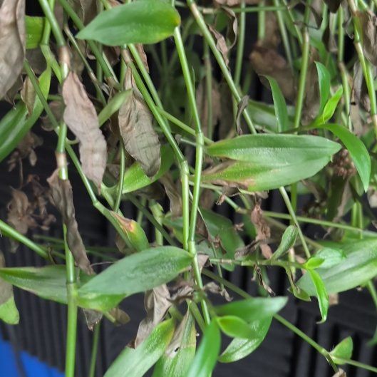 Photo of the plant species Short-Leaf Spiderwort by @Verum3n named Kendall on Greg, the plant care app