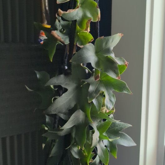 Photo of the plant species Ivy Tree by @Verum3n named Sherlock on Greg, the plant care app
