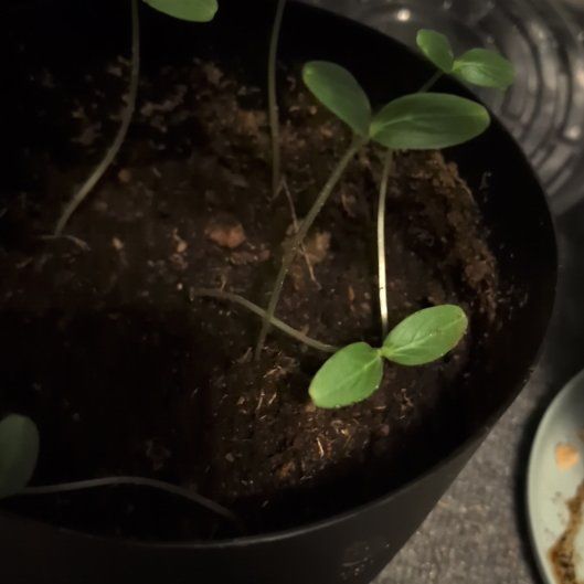 Photo of the plant species Bur Cucumber by @Verum3n named Miley on Greg, the plant care app