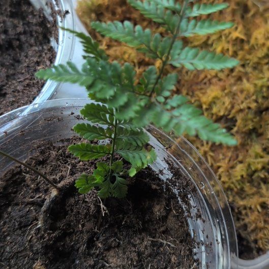 Photo of the plant species Rabbit Foot Fern by @Verum3n named Aristotle on Greg, the plant care app