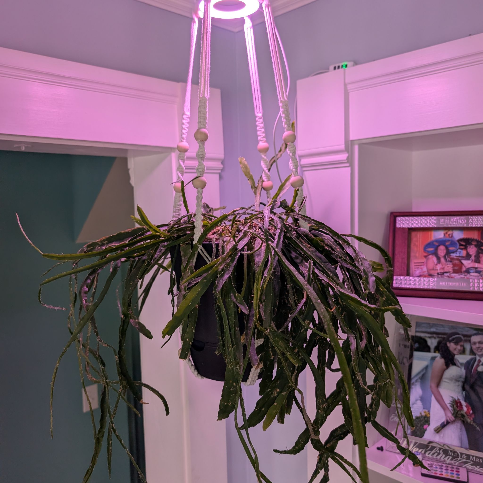 Photo of the plant species Forest Cactus by @Verum3n named Diana on Greg, the plant care app