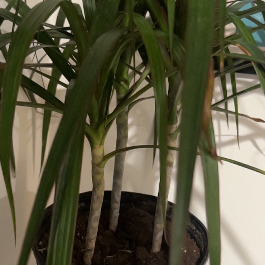 Photo of the plant species Draceana by @DynamicTozzia66 named Madonna on Greg, the plant care app