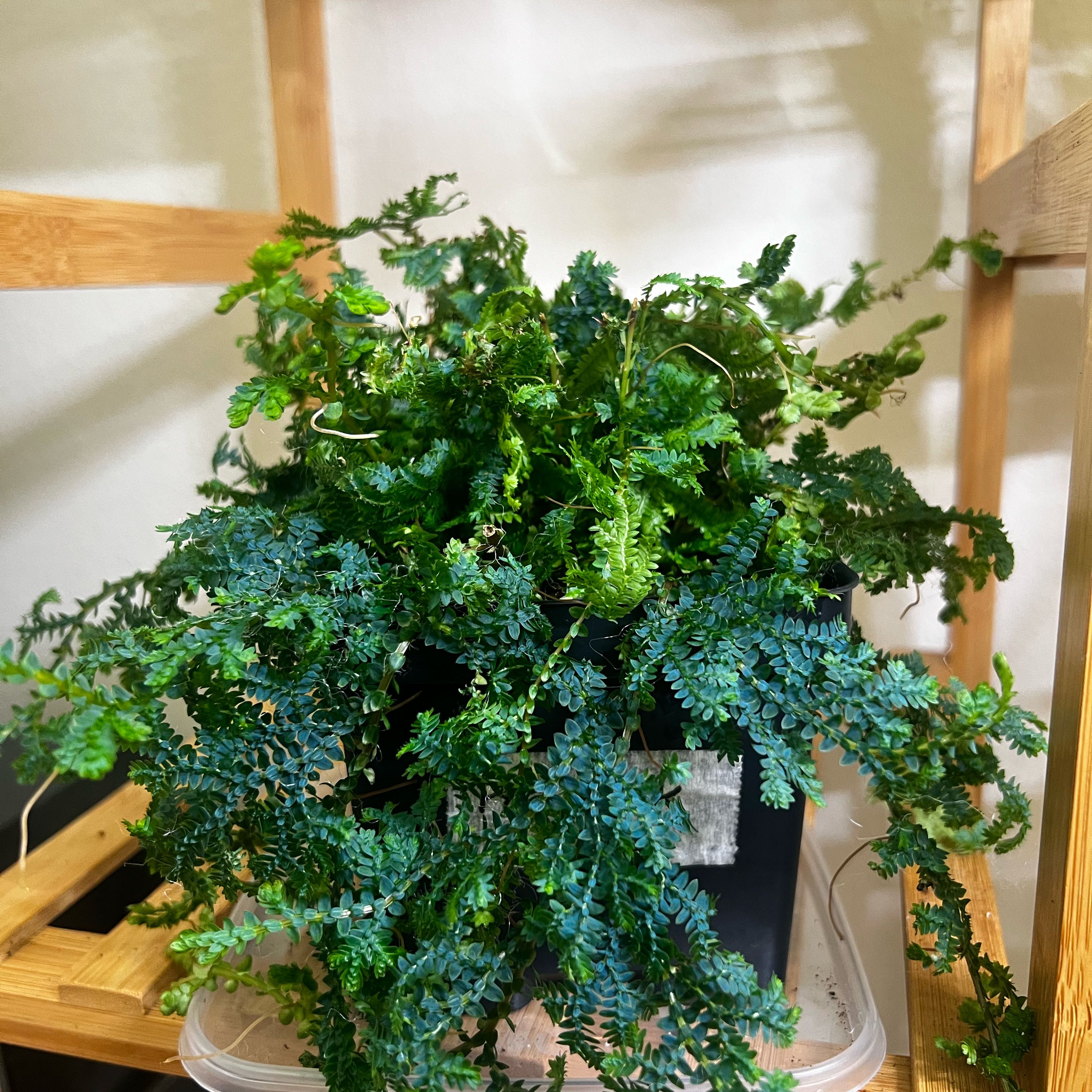 Photo of the plant species Rainbow moss, Peacock fern by @NaturallyOlneya named Gomez on Greg, the plant care app