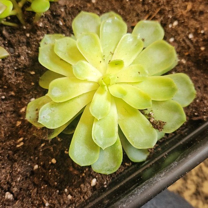 Photo of the plant species Butterwort by @PeachyJicaro66 named Leonardo on Greg, the plant care app