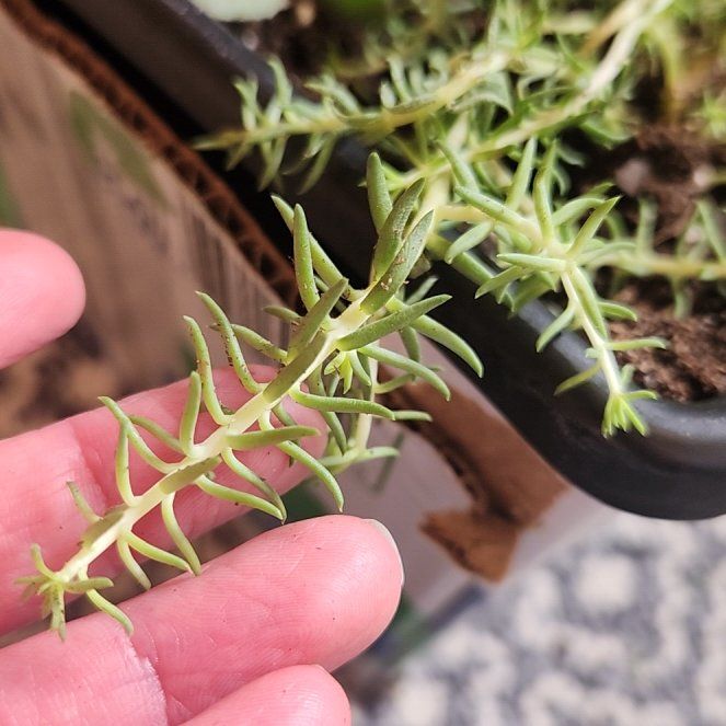 Photo of the plant species Lemon Ball Sedum by @PeachyJicaro66 named Dolores on Greg, the plant care app