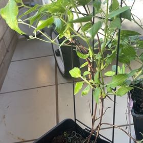 Photo of the plant species Clematis by @ZestyPansy38 named Harmony on Greg, the plant care app
