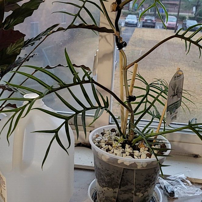 Photo of the plant species Chinese Brake by @DurableLentil72 named Tupot amaroot on Greg, the plant care app