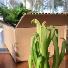 Photo of the plant species Sweet Pitcher Plant by @ZealfulCatnip50 named Lola on Greg, the plant care app