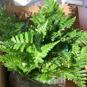Photo of the plant species Black Rabbit's Foot Fern by @ZealfulCatnip50 named Kesha on Greg, the plant care app