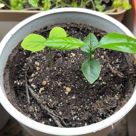 Photo of the plant species lemon tree by @HeadCodiaeum38 named Gates on Greg, the plant care app