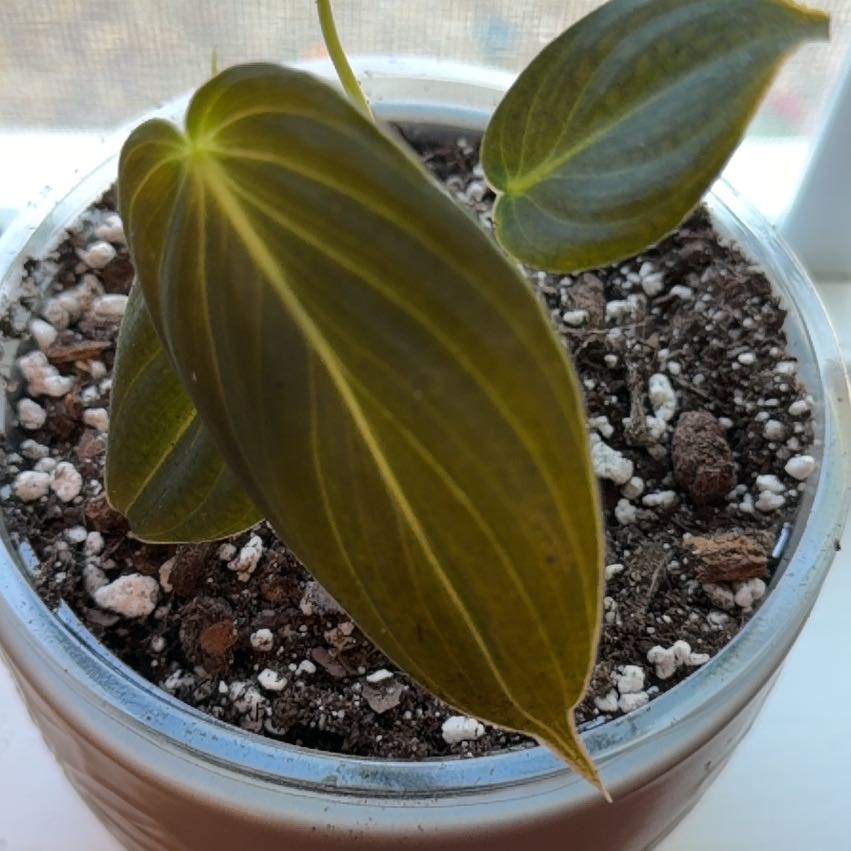 Photo of the plant species Philodendron melanochrysum x verrucosum by @HeadCodiaeum38 named Huckleberry Fern on Greg, the plant care app