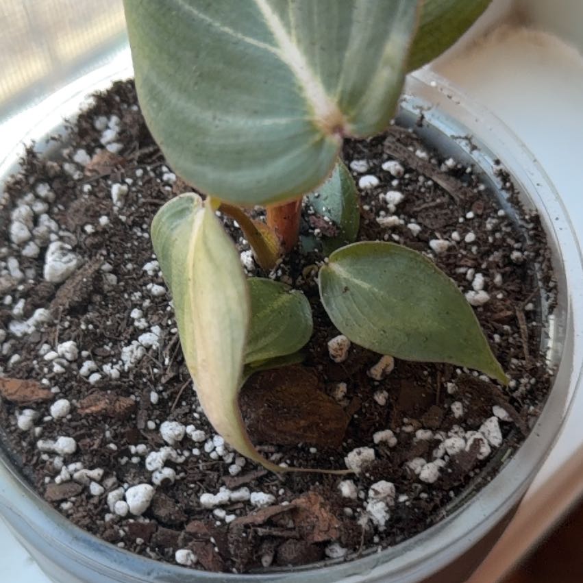 Photo of the plant species Philodendron 'Glorius' by @HeadCodiaeum38 named Marley on Greg, the plant care app