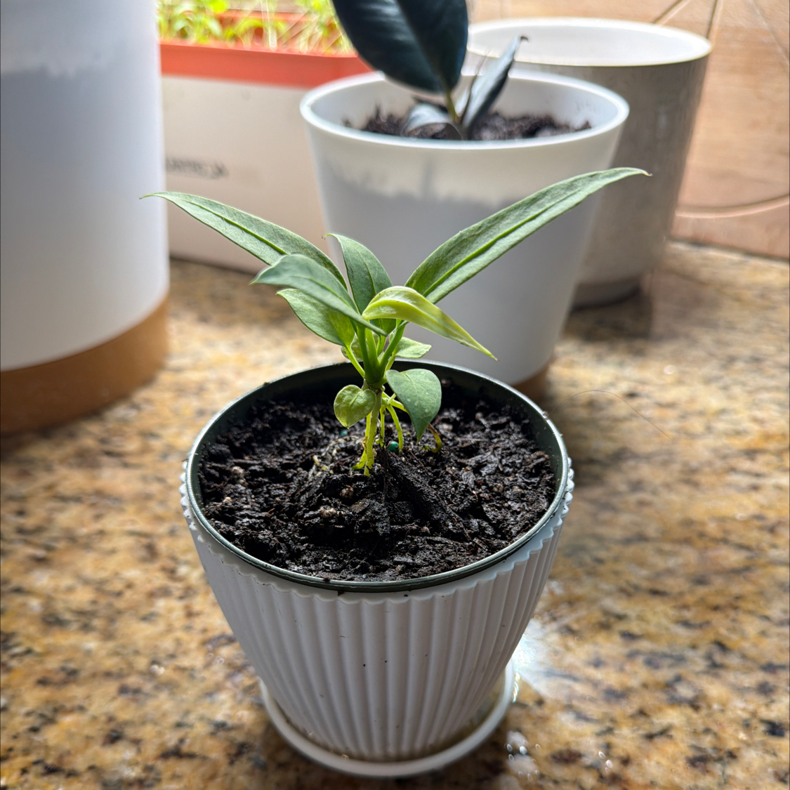 Photo of the plant species Lilli by @HeadCodiaeum38 named Naomi on Greg, the plant care app