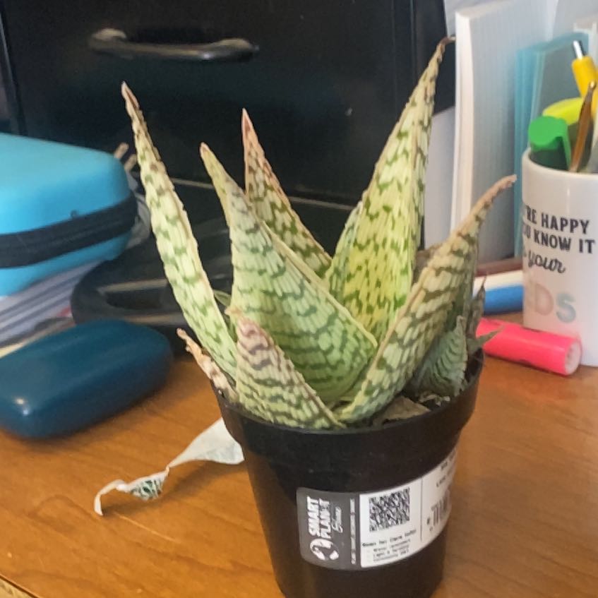 Photo of the plant species Aloe 'Delta Lights' by @ProsperousYuzu3 named Gobi on Greg, the plant care app
