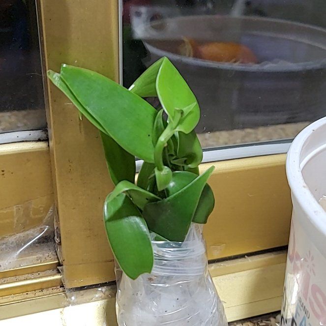 Photo of the plant species vanilla orchid by @GutsyWaxvine92 named Wall-E on Greg, the plant care app