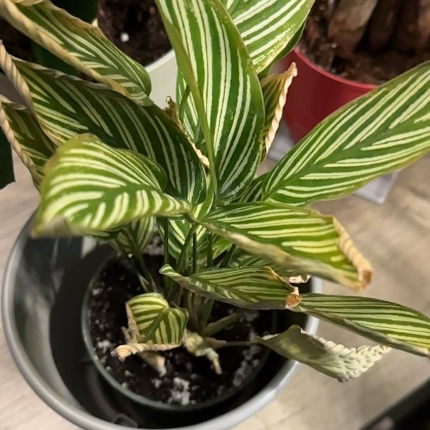 Spike Leaves