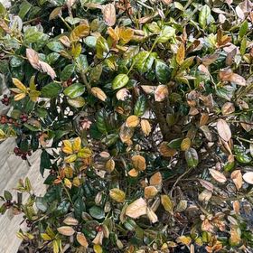 Photo of the plant species Asian Jasmine by @JustifiedPotato named Pax on Greg, the plant care app