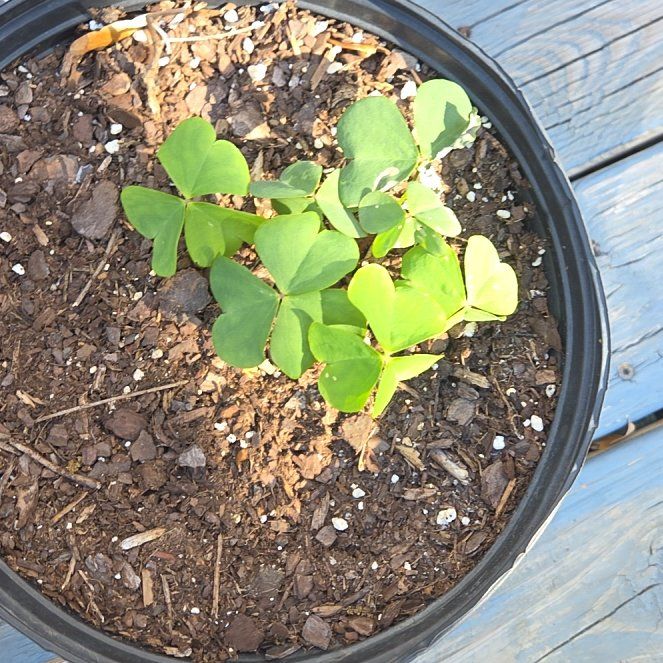 Photo of the plant species Purple Woodsorrel by @PromptAgave1 named Harmony on Greg, the plant care app