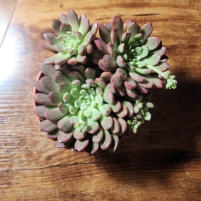 Photo of the plant species Pink Ruby Succulent by @SanctumVerdure named Aristotle on Greg, the plant care app