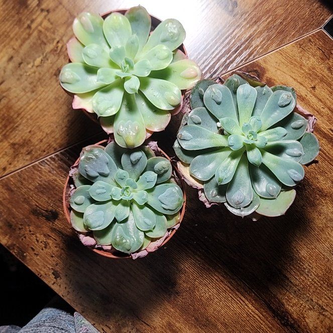 Photo of the plant species Raindrop Echeveria by @SanctumVerdure named Achilles on Greg, the plant care app