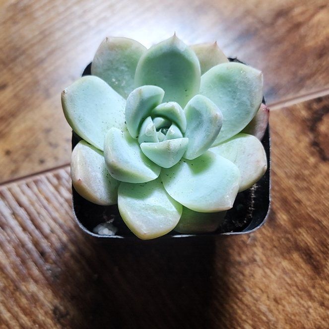 Photo of the plant species Ice Green by @SanctumVerdure named Zion on Greg, the plant care app